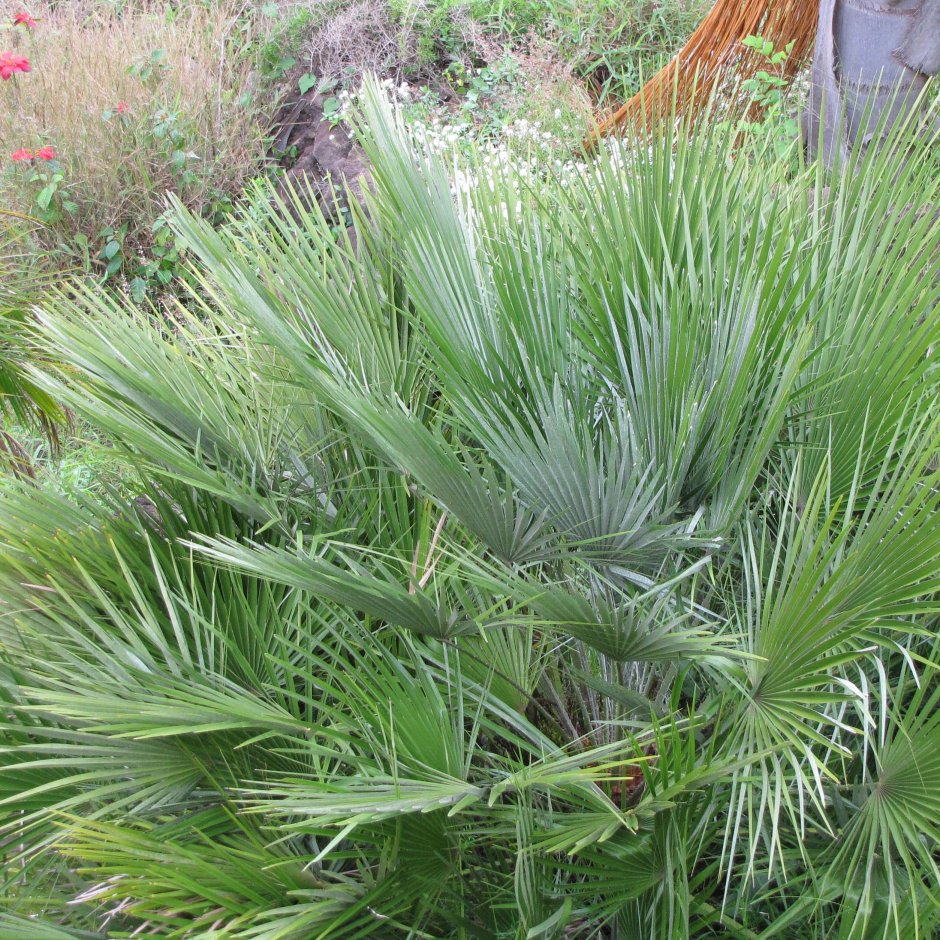 Карликовой пальмы (Chamaerops humilis).