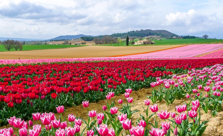 Тюльпановые поля Прованса во Франции