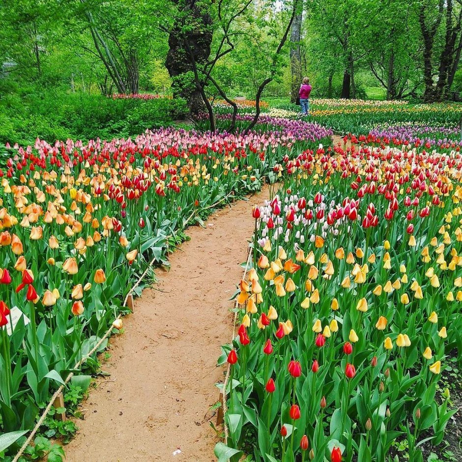 Аптекарский огород Ботанический сад тюльпаны