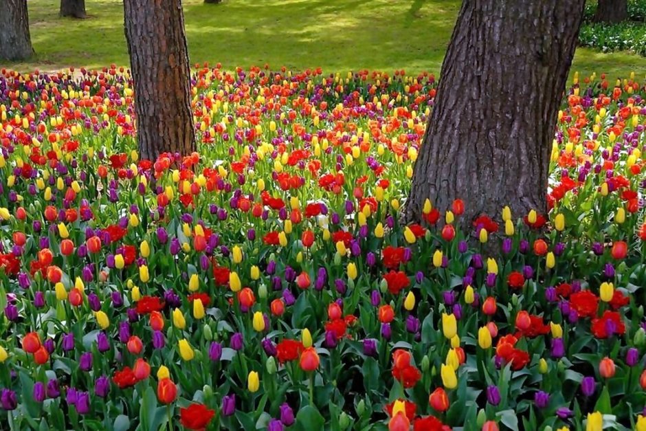 Поляна разноцветных тюльпанов