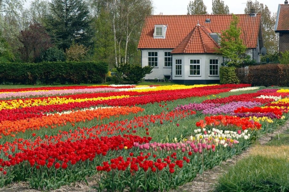 Дом сад цветы