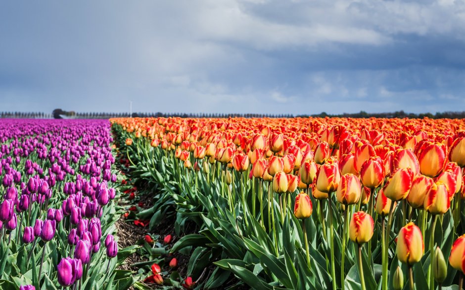 Тюльпановые Поляны Нидерландов