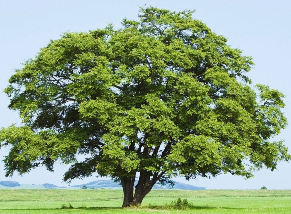 Дерево с большой кроной