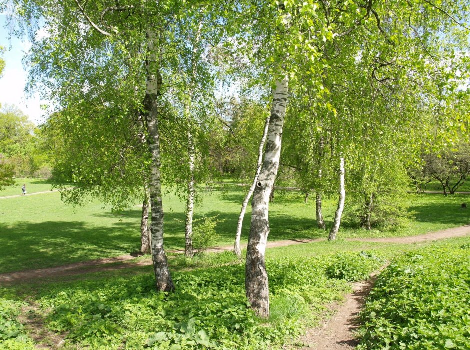 Березы в Новосибирске в Ботаническом саду