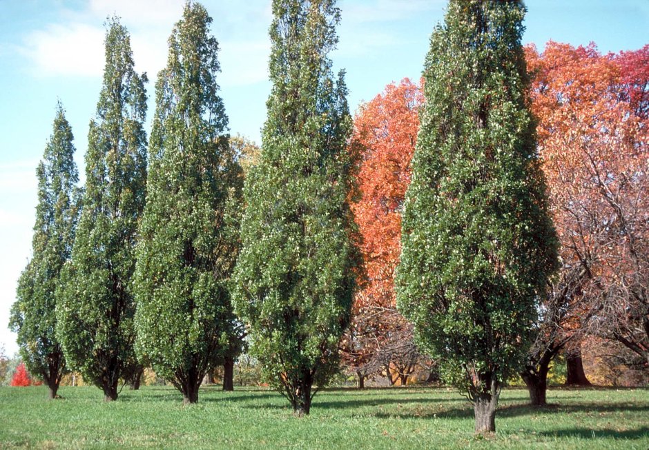 Дуб черешчатый Quercus Robur 'Fastigiata'