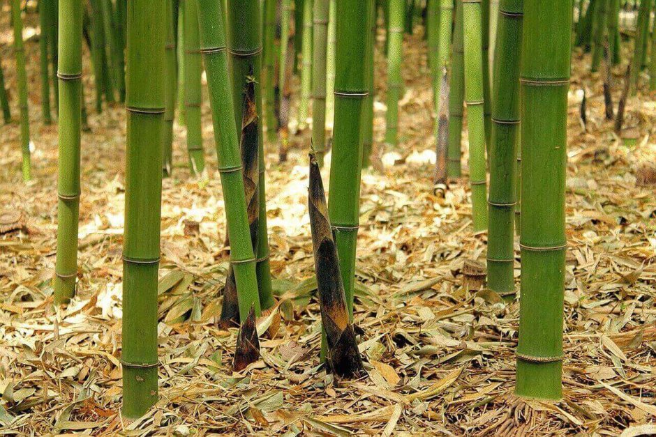 Древнекитайская пытка бамбуком