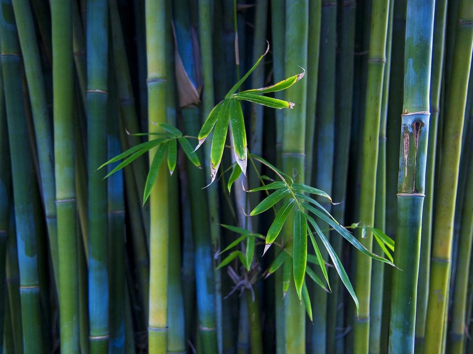 Уссурийский бамбук