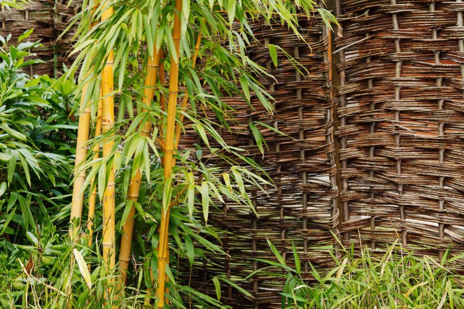 Бамбук листоколосник