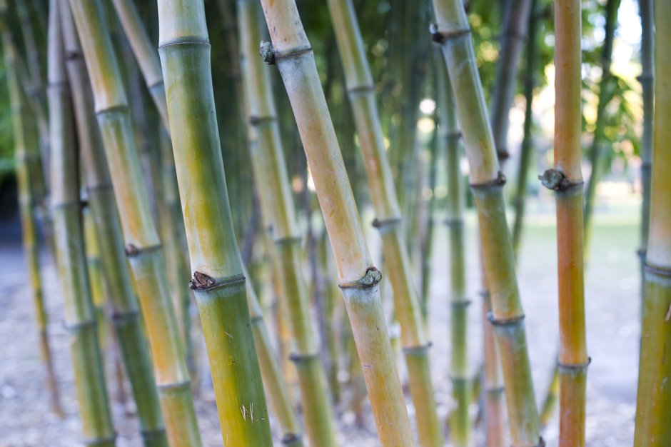 Бамбуковые плантации