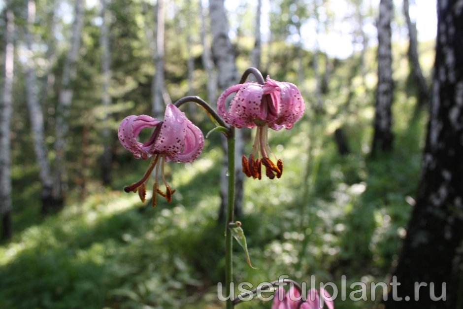 Лилия карликовая (Lilium pumilum)