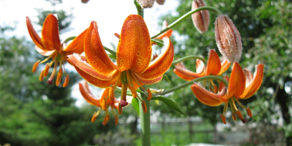 Колокольчики оранжевые цветы для палисадника