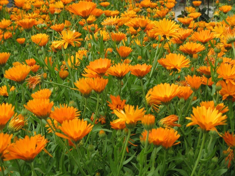 Оранжевый цветок календула
