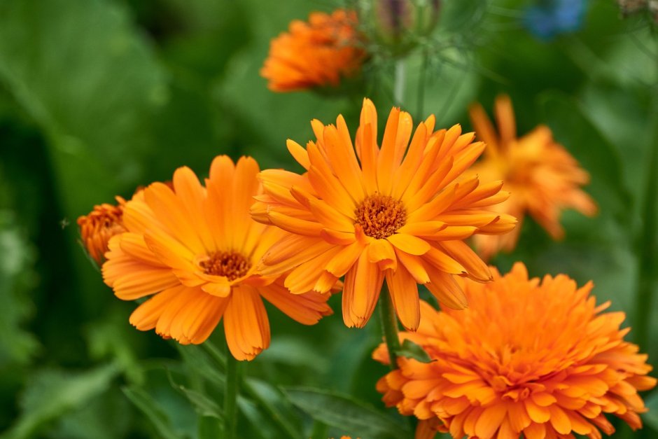 Цветы календулы оранжевые кустовые