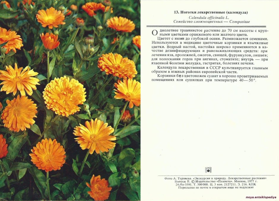 Календула (цветки и трава) 25 гр