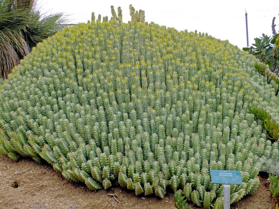 Молочай смолоносный Euphorbia resinifera