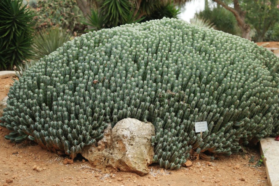 Молоча́й смолоно́сный (Euphorbia resinifera)
