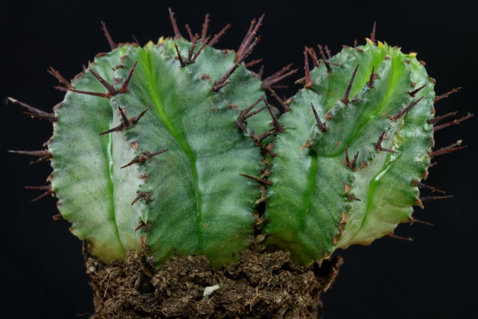 Euphorbia Lactea гниль