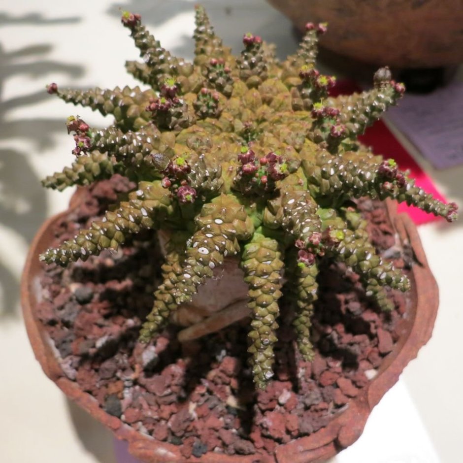 Euphorbia brevirama