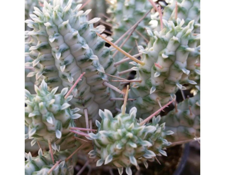Молочай сосочковый Euphorbia mammillaris