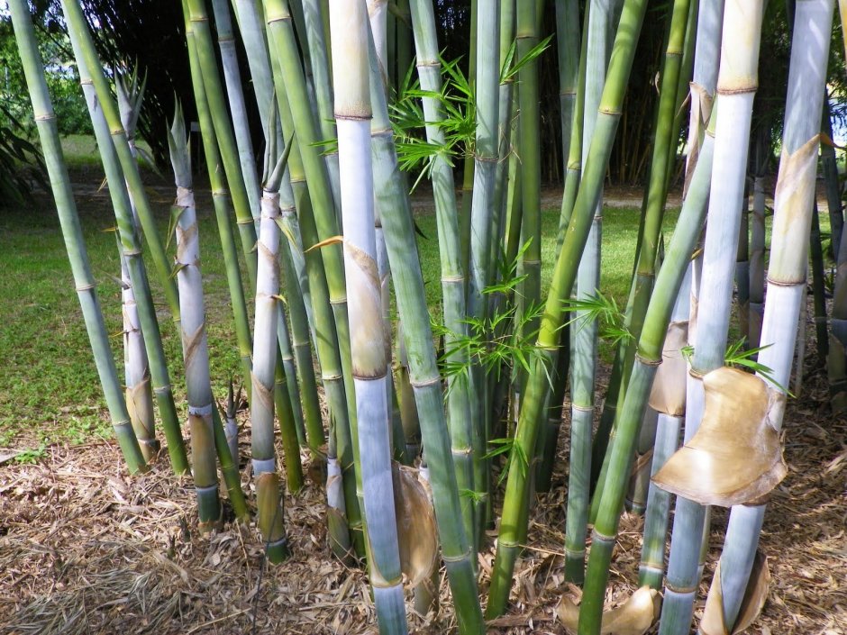 Сорт бамбука bambusa fortunei