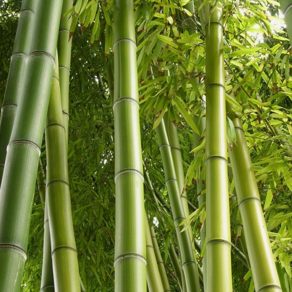 Серебристый бамбук, Bamboo Green, Bambusgruen