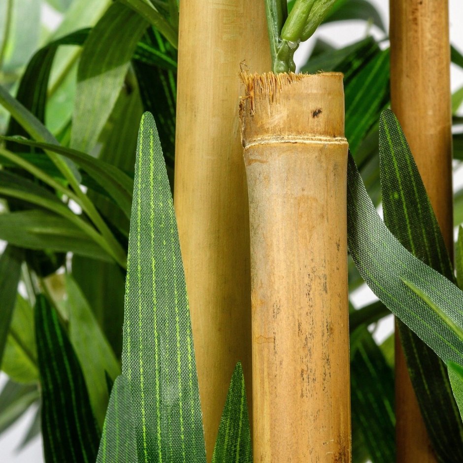 Бамбук древесина