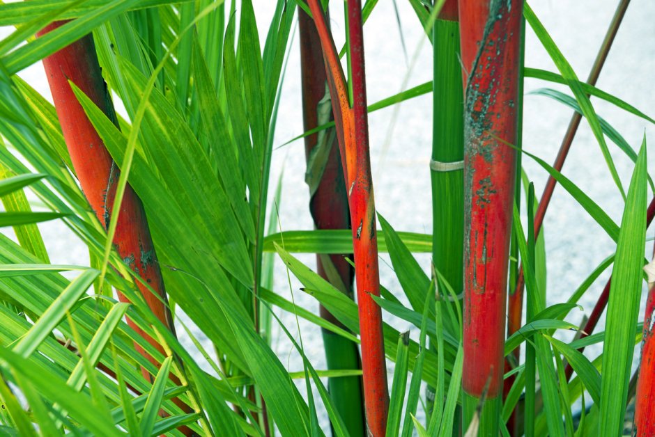 Растения бамбук красный