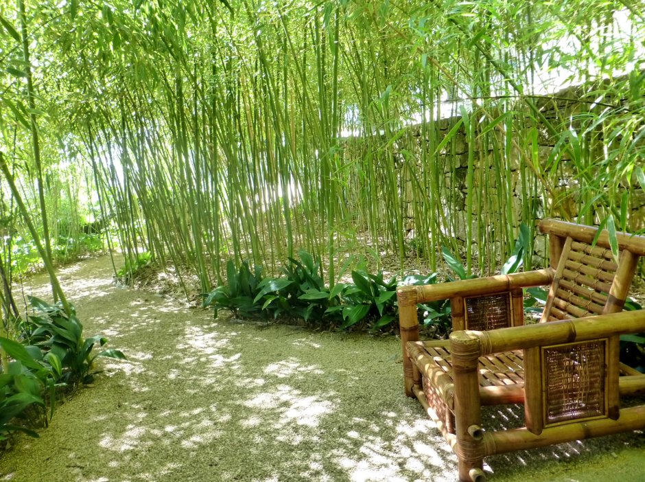 Бамбук в садах Китая
