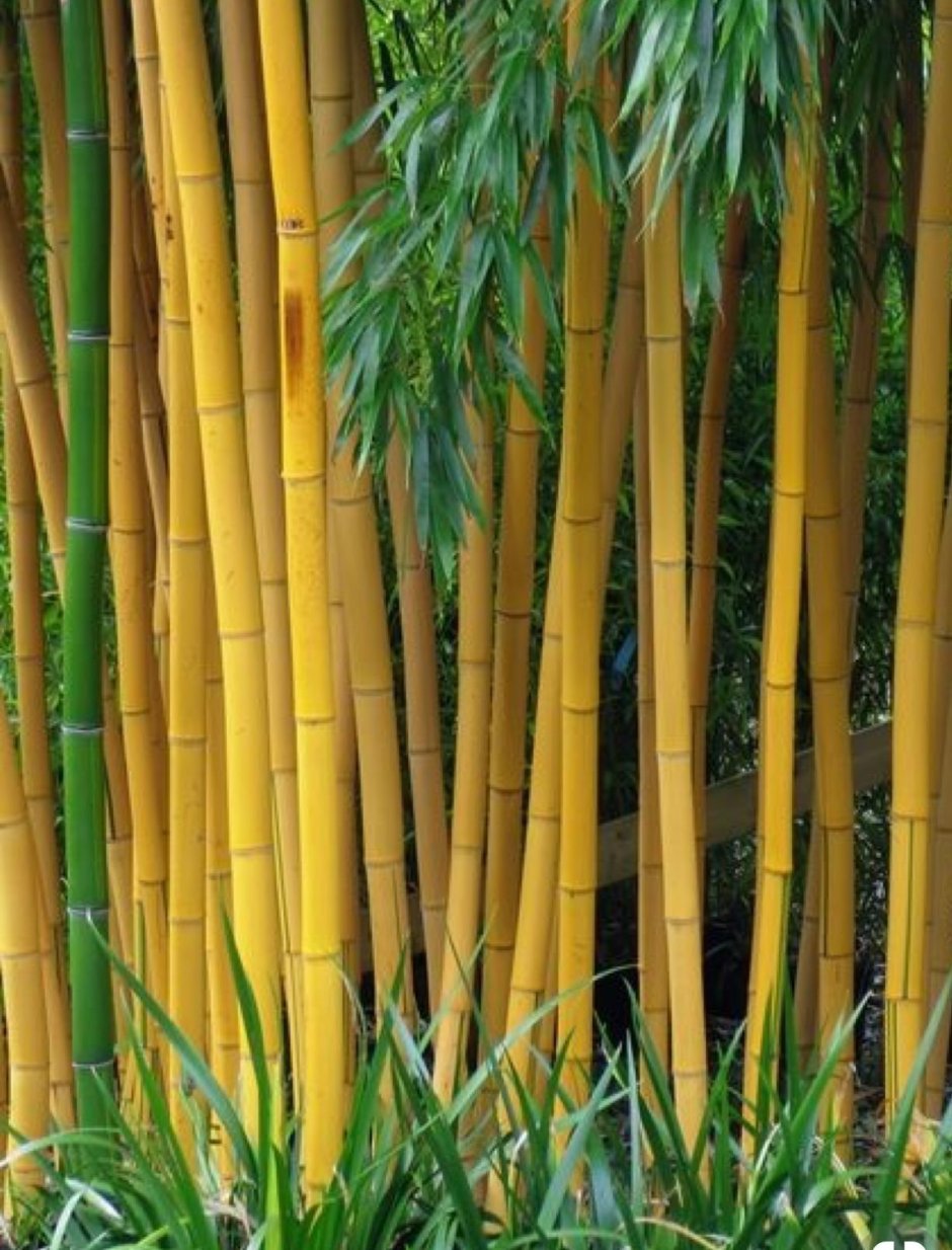 Phyllostachys Vivax бамбук