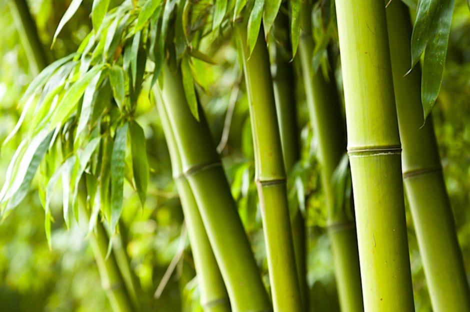 Бамбук зелень