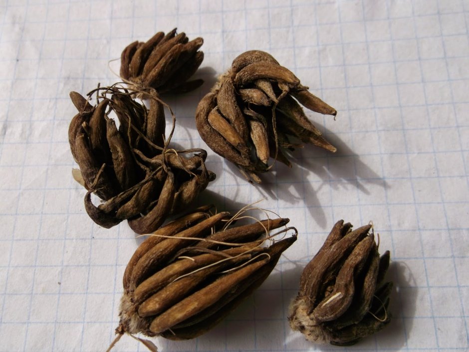 Ранункулюс Лютик азиатский семена