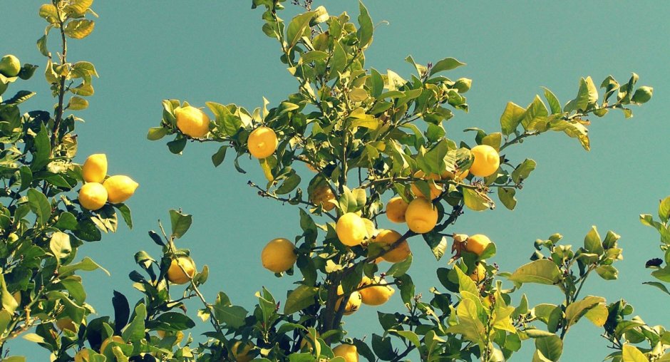 Лимонное дерево Эстетика