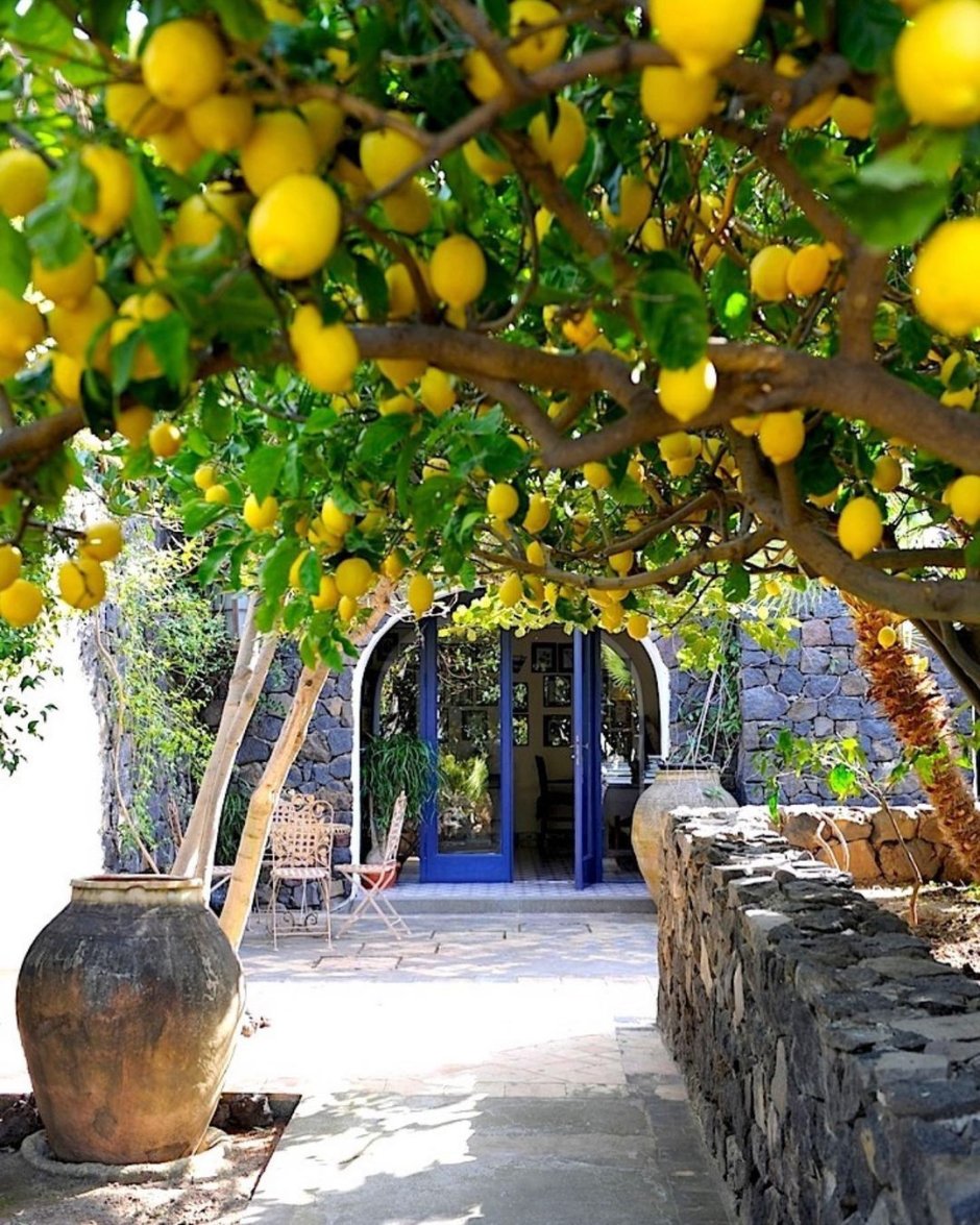 Лимонные деревья Сицилия Италия