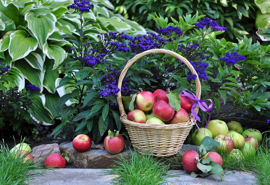 Корзинки с фруктами с огорода