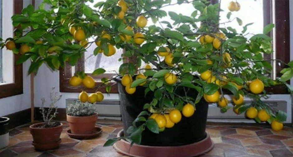 Домашний лимон на подоконнике