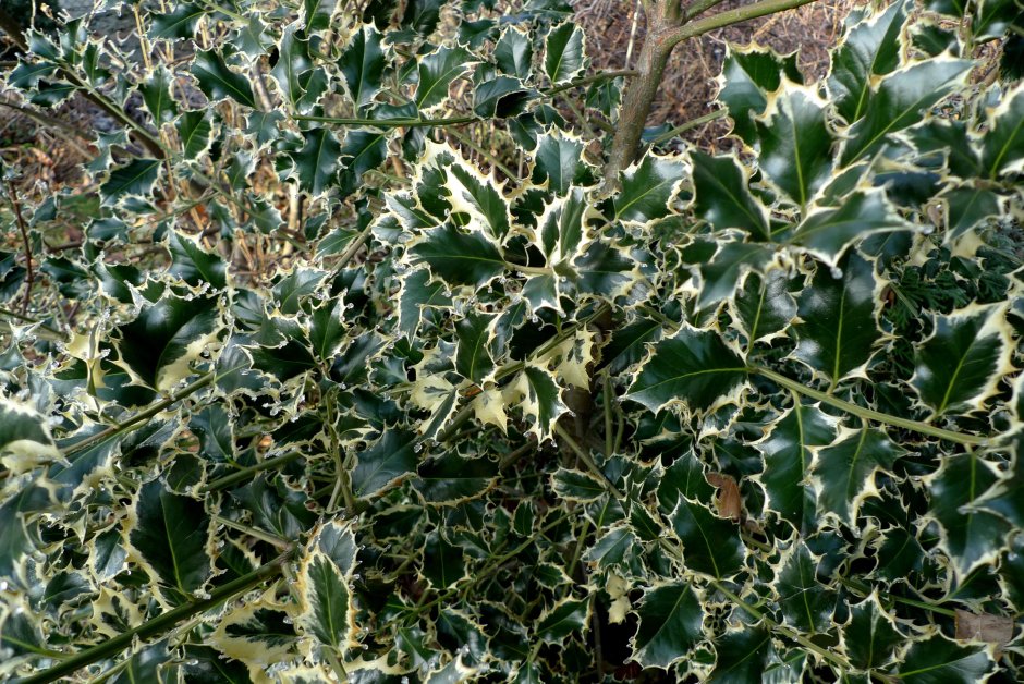 Ilex aquifolium argentea marginata