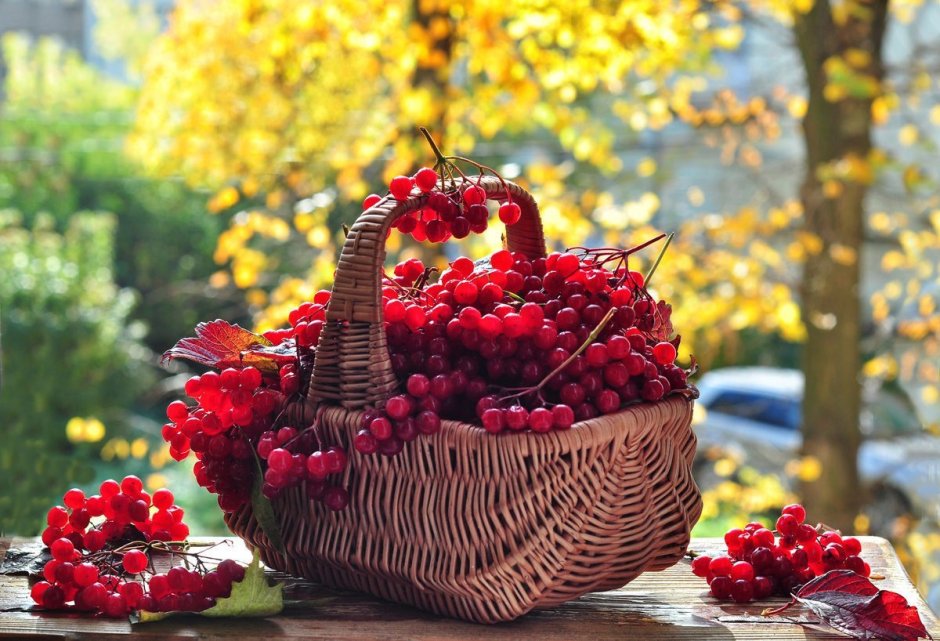 Осень ягоды