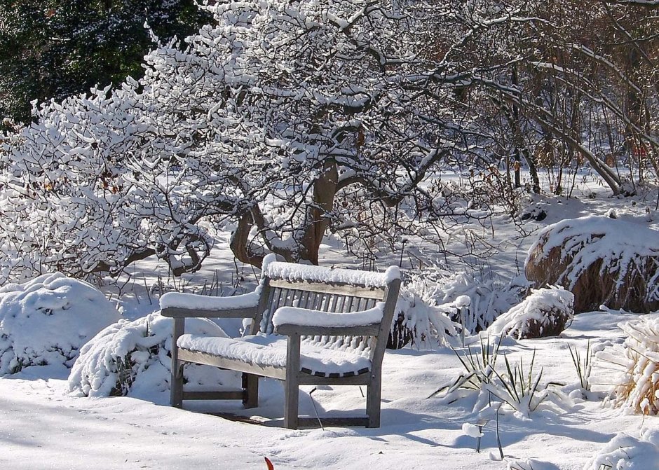 Сад в снегу