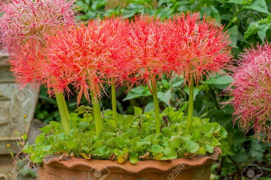 Цветы Fireball Lily