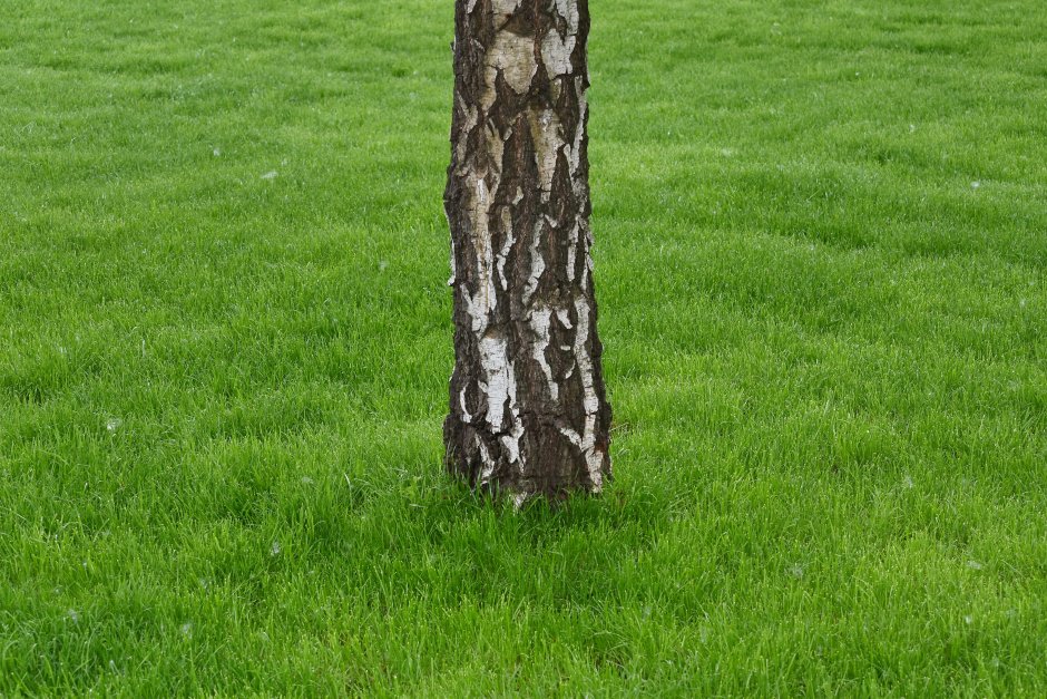Ствол дерева на газоне