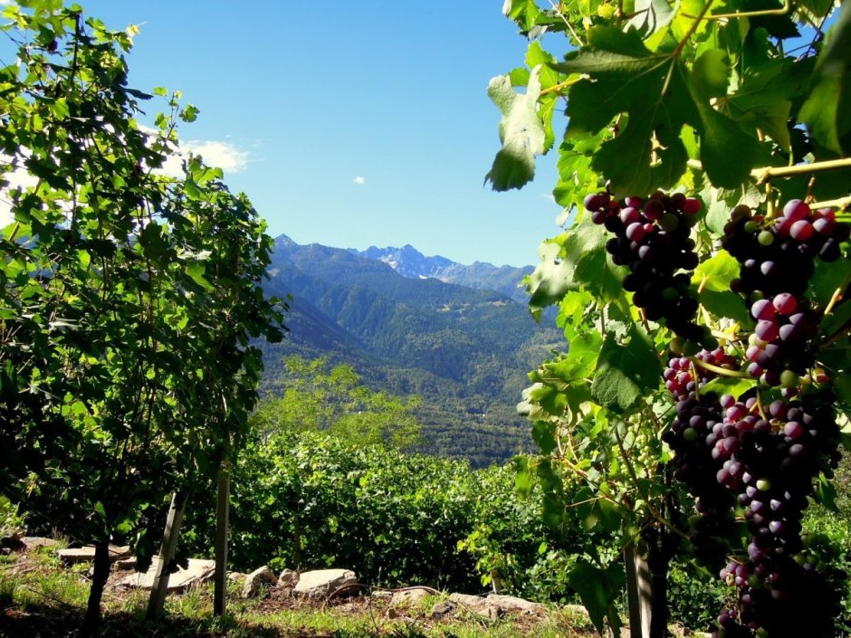 Виноградная плантация Молдова