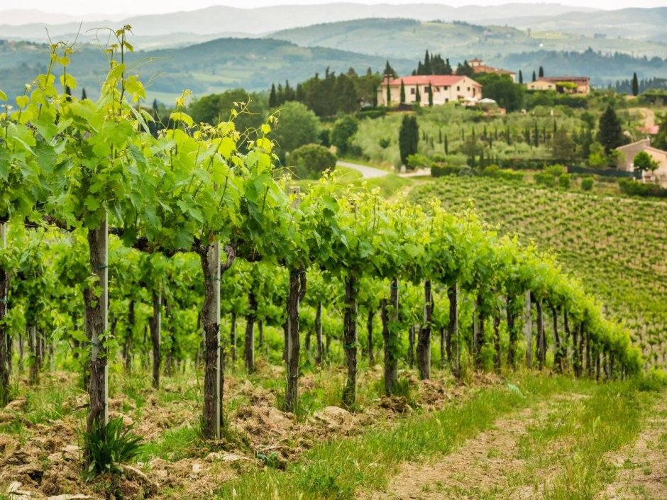 Виноградники Италии