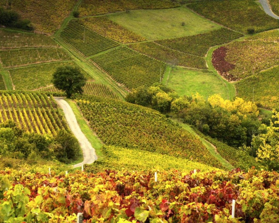 Франция виноградники Божо