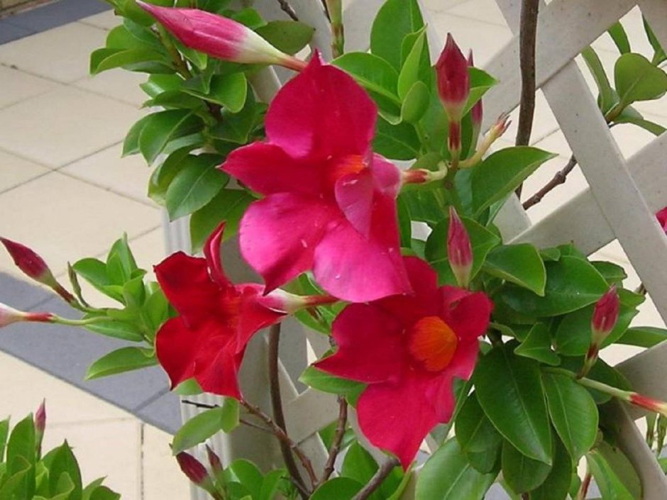 Цветок Лиана дипладения