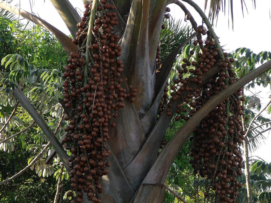 Маврикиева Пальма в Южной Америке
