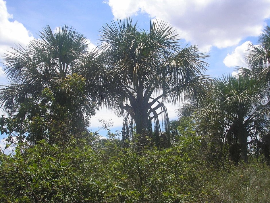 Пальмовые саванны Южной Америки