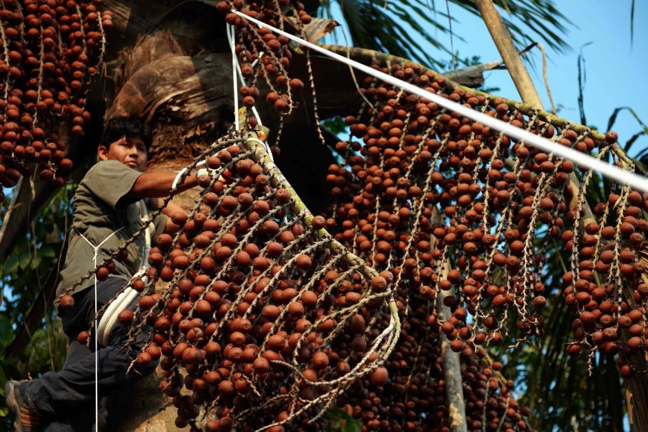 Плод пальмы агуахе