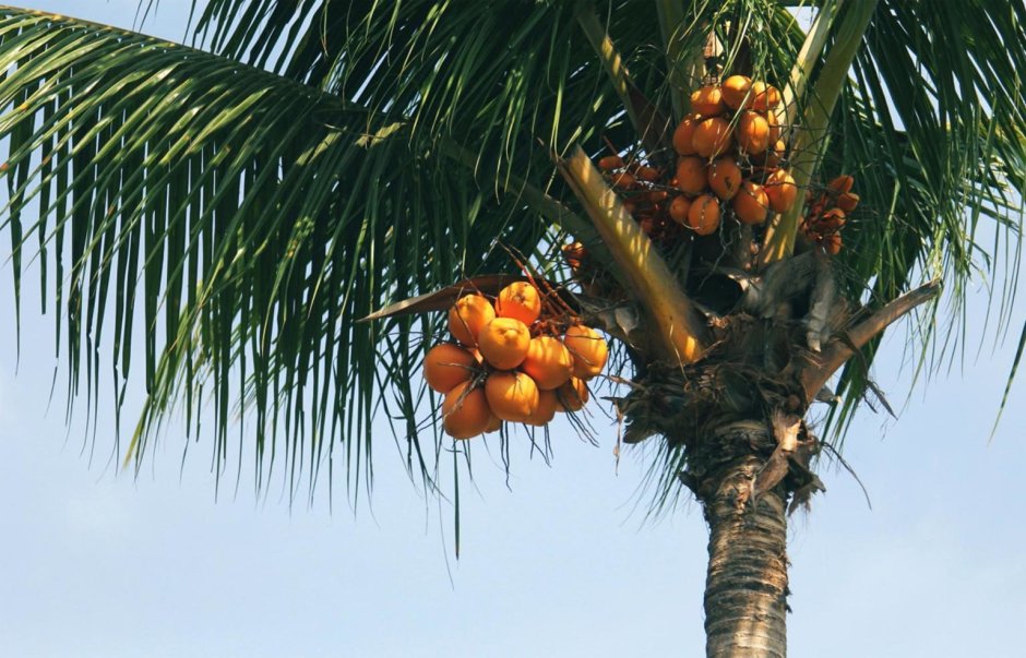Бетелевая Пальма орех