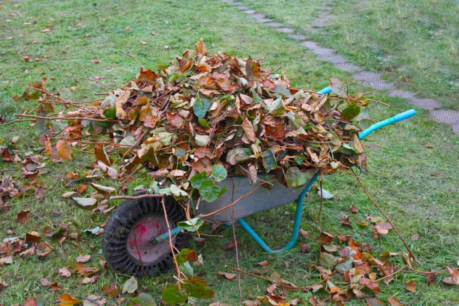 Опавшие листья в компост
