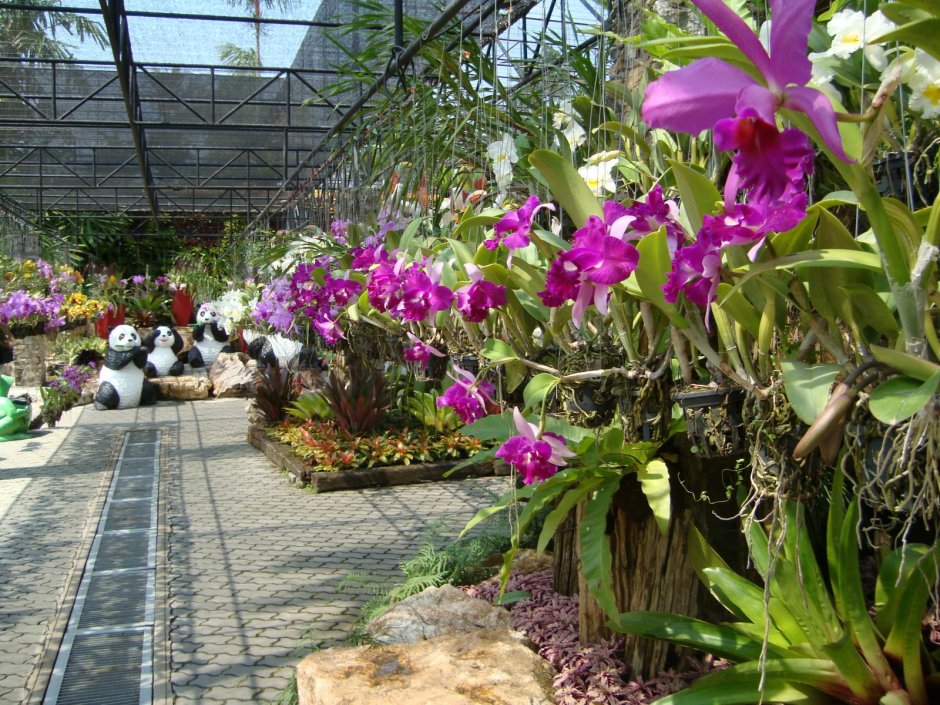 Нонг Нуч сад орхидей